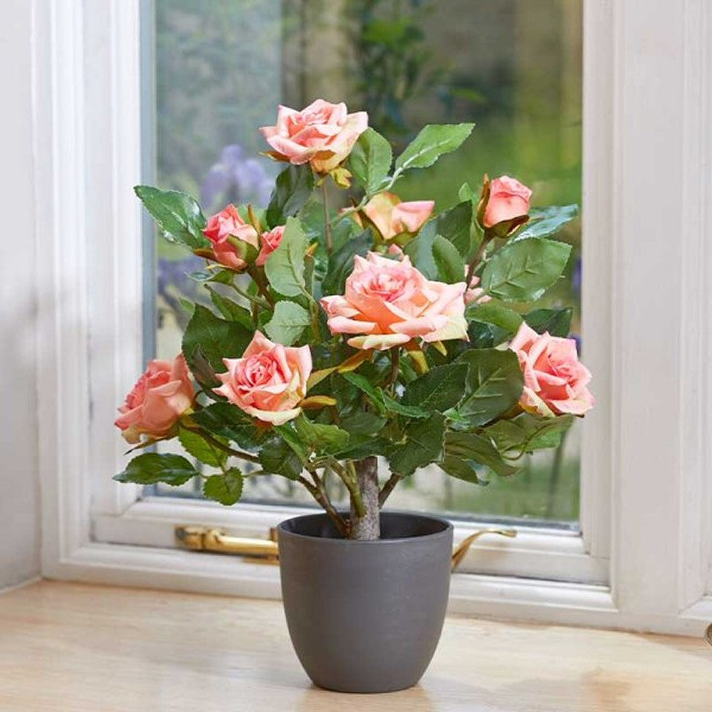 Smart Garden 40cm Perfect Pink Regents Roses – Old Railway Line Garden ...