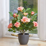 Smart Garden 40cm Perfect Pink Regents Roses
