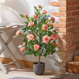 Smart Garden 80cm Perfect Pink Regents Roses
