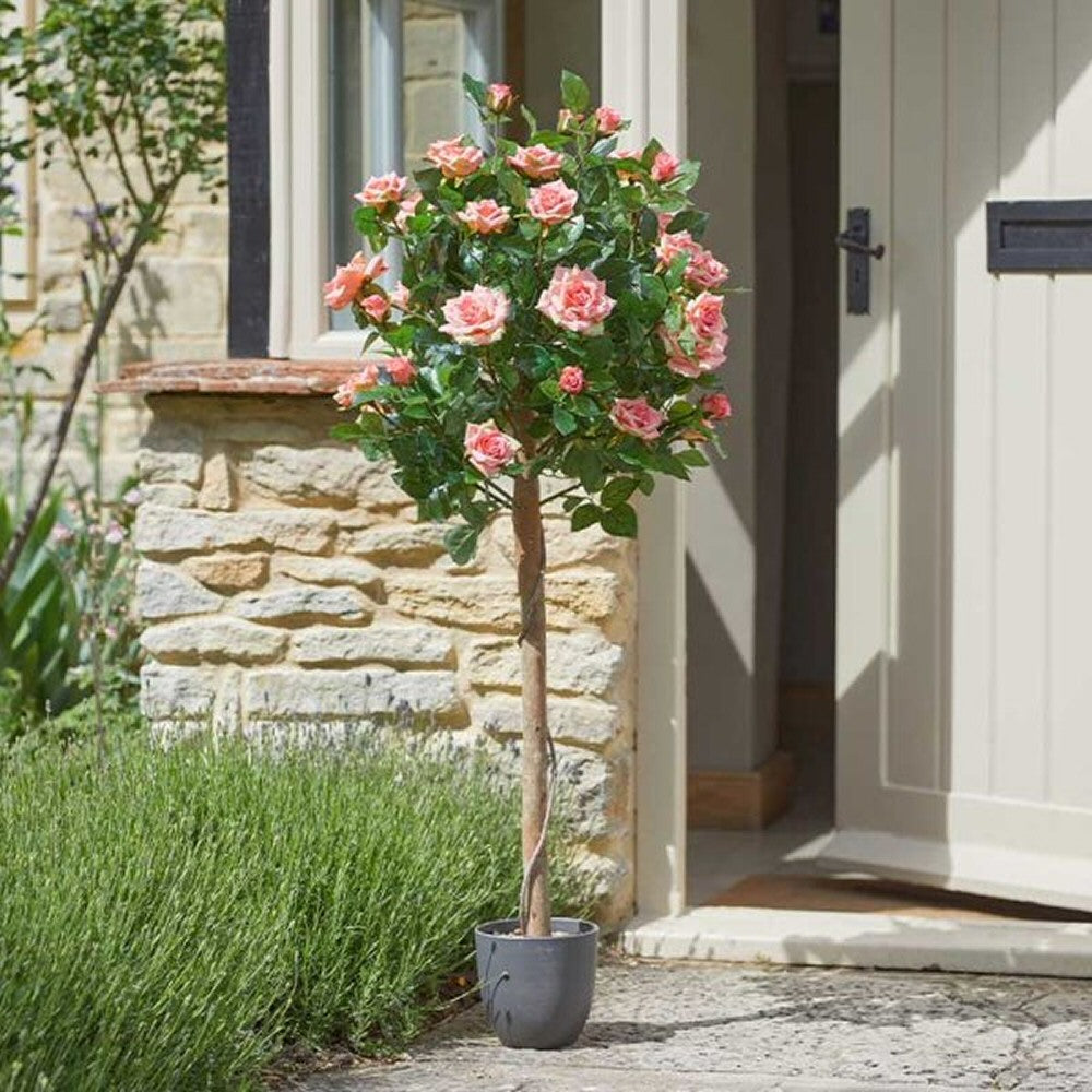 Smart Garden 120cm Perfect Pink Regents Roses