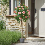 Smart Garden 120cm Perfect Pink Regents Roses