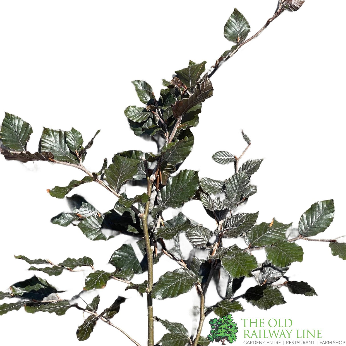 Fagus sylvatica 'Atropurpurea' Copper Beech Tree 3Ltr