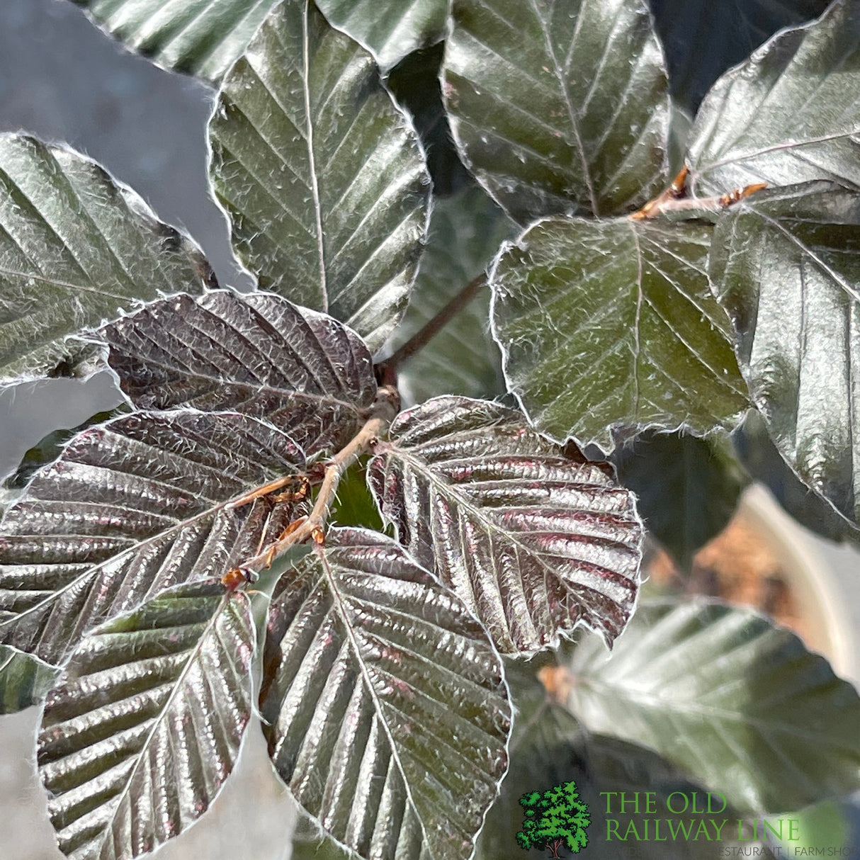 Fagus sylvatica 'Atropurpurea' Copper Beech Tree 3Ltr