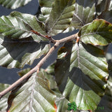 Fagus sylvatica 'Atropurpurea' Copper Beech Tree 3Ltr