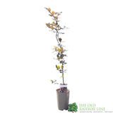 Fagus sylvatica 'Atropurpurea' Copper Beech Tree 3Ltr