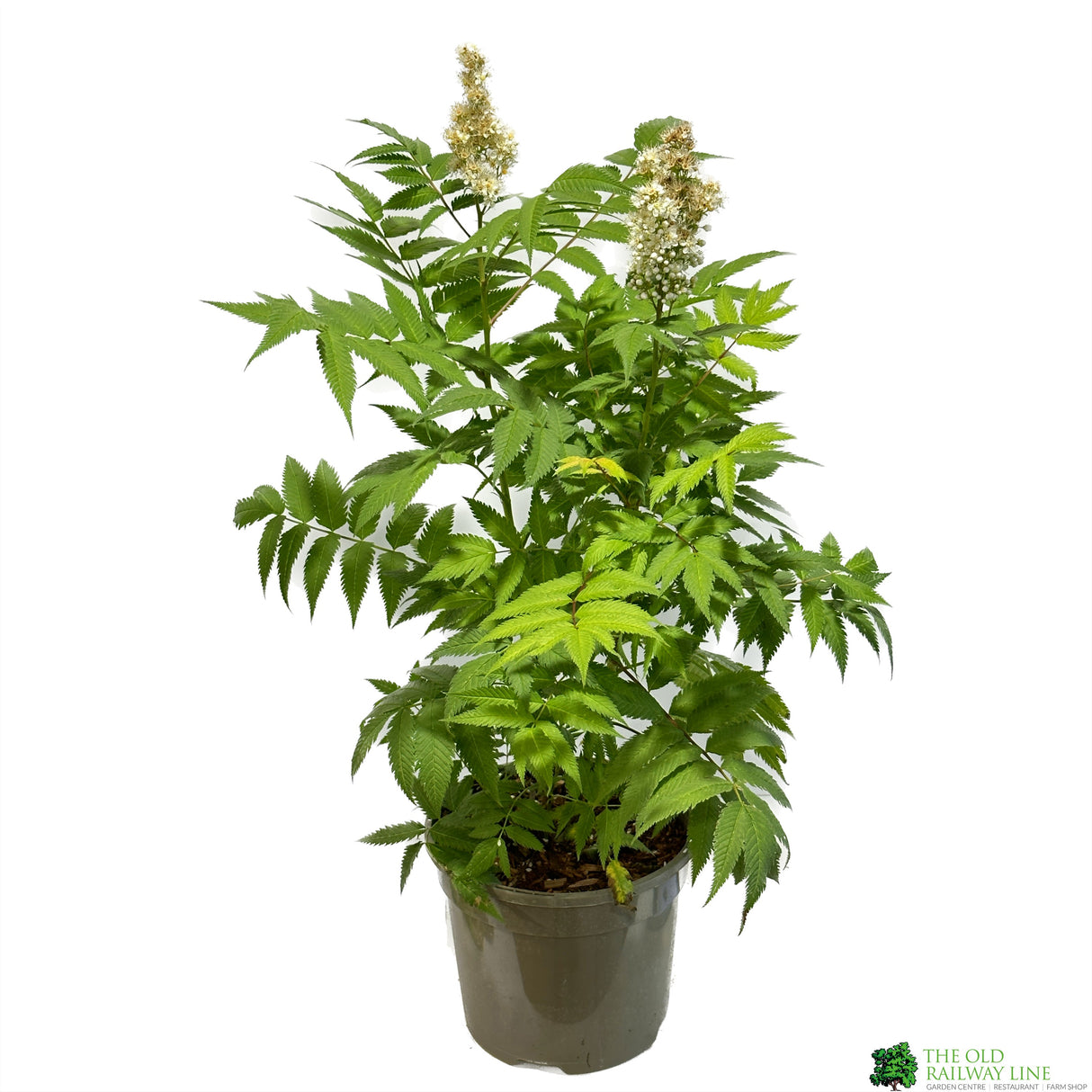Sorbaria 'Sem' 3ltr Pot
