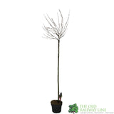 Salix gracilistyla 'Mount Aso' 5Ltr Pot (NL)