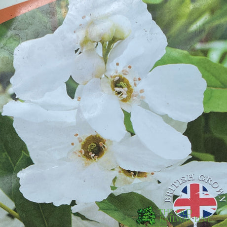 Exochorda × macrantha 'Niagara' Plant 3Ltr