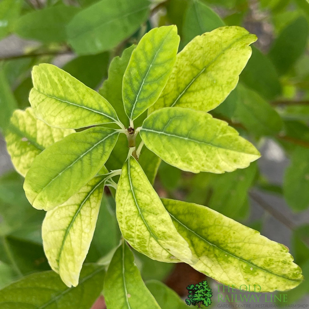 Exochorda × macrantha 'Niagara' Plant 3Ltr