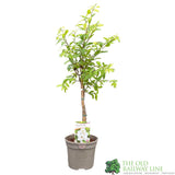 Exochorda × macrantha 'Niagara' Plant 3Ltr