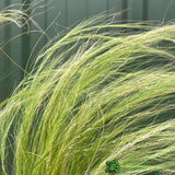 Stipa Tenuissima 'Pony Tails' Mexican Feather Grass 3Ltr Pot