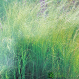 Stipa Tenuissima 'Pony Tails' Mexican Feather Grass 3Ltr Pot