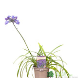 Agapanthus 'Ever Sapphire' African Blue Lily 2Ltr Pot