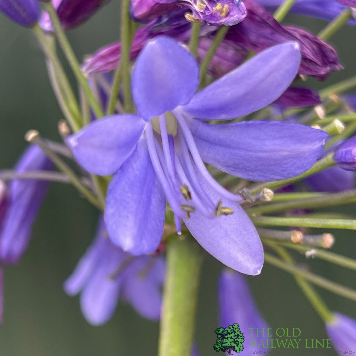 Agapanthus 'Ever Sapphire' African Blue Lily 2Ltr Pot