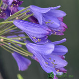 Agapanthus 'Ever Sapphire' African Blue Lily 2Ltr Pot