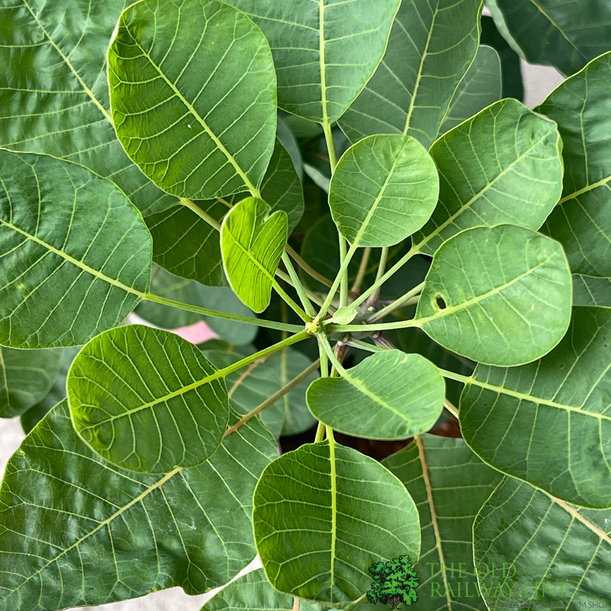 Cotinus coggygria 'Smokey Joe' Smoke Tree 3Ltr Pot