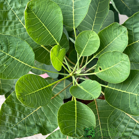 Cotinus coggygria 'Smokey Joe' Smoke Tree 3Ltr Pot
