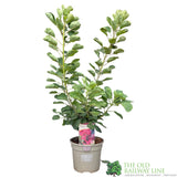 Cotinus coggygria 'Smokey Joe' Smoke Tree 3Ltr Pot