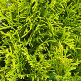 Thuja occidentalis Golden Smaragd 'Janed Gold' Conifer 3Ltr Pot
