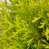 Thuja occidentalis Golden Smaragd 'Janed Gold' Conifer 3Ltr Pot