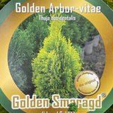 Thuja occidentalis Golden Smaragd 'Janed Gold' Conifer 3Ltr Pot