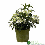 Hydrangea 'Runaway Bride' White Plant - 3Ltr Pot