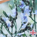 Limonium gmelinii 'Dazzle Rocks' Sea Lavender 3Ltr Pot