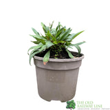 Limonium gmelinii 'Dazzle Rocks' Sea Lavender 3Ltr Pot