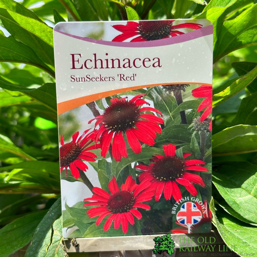 Echinacea 'Sunseekers Red' 3Ltr Pot – Old Railway Line Garden Centre