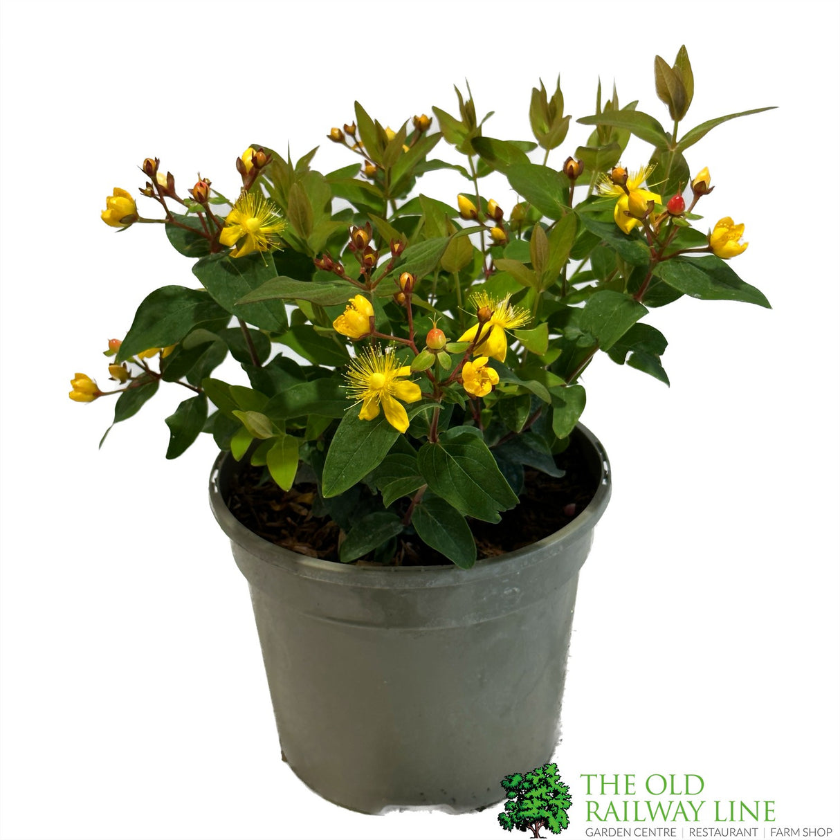 Hypericum 'Berry Red' St Johns Wort 3Ltr Pot