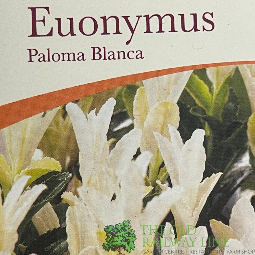 Euonymus japonicus 'Paloma Blanca' Spindle Plant 3Ltr Pot