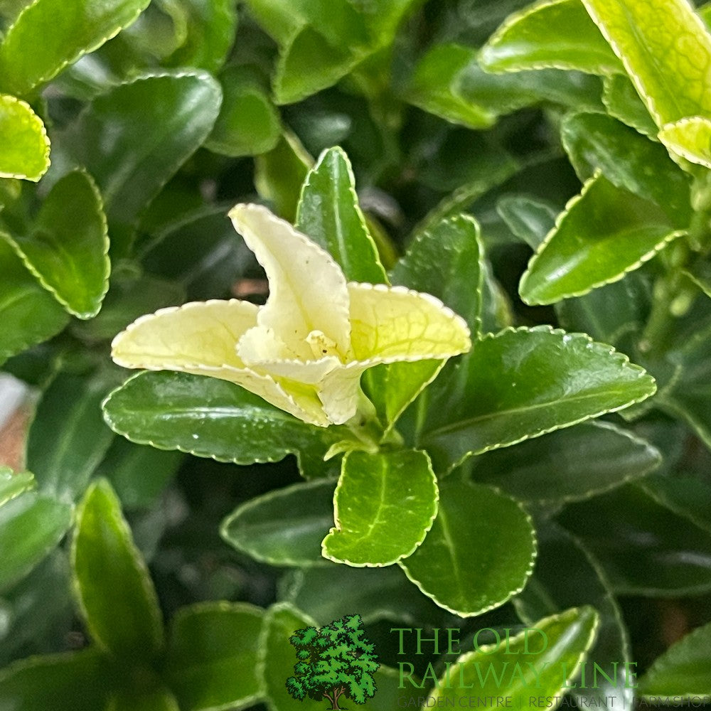 Euonymus japonicus 'Paloma Blanca' Spindle Plant 3Ltr Pot