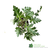 Acanthus 'Whitewater' Plant 3Ltr Pot