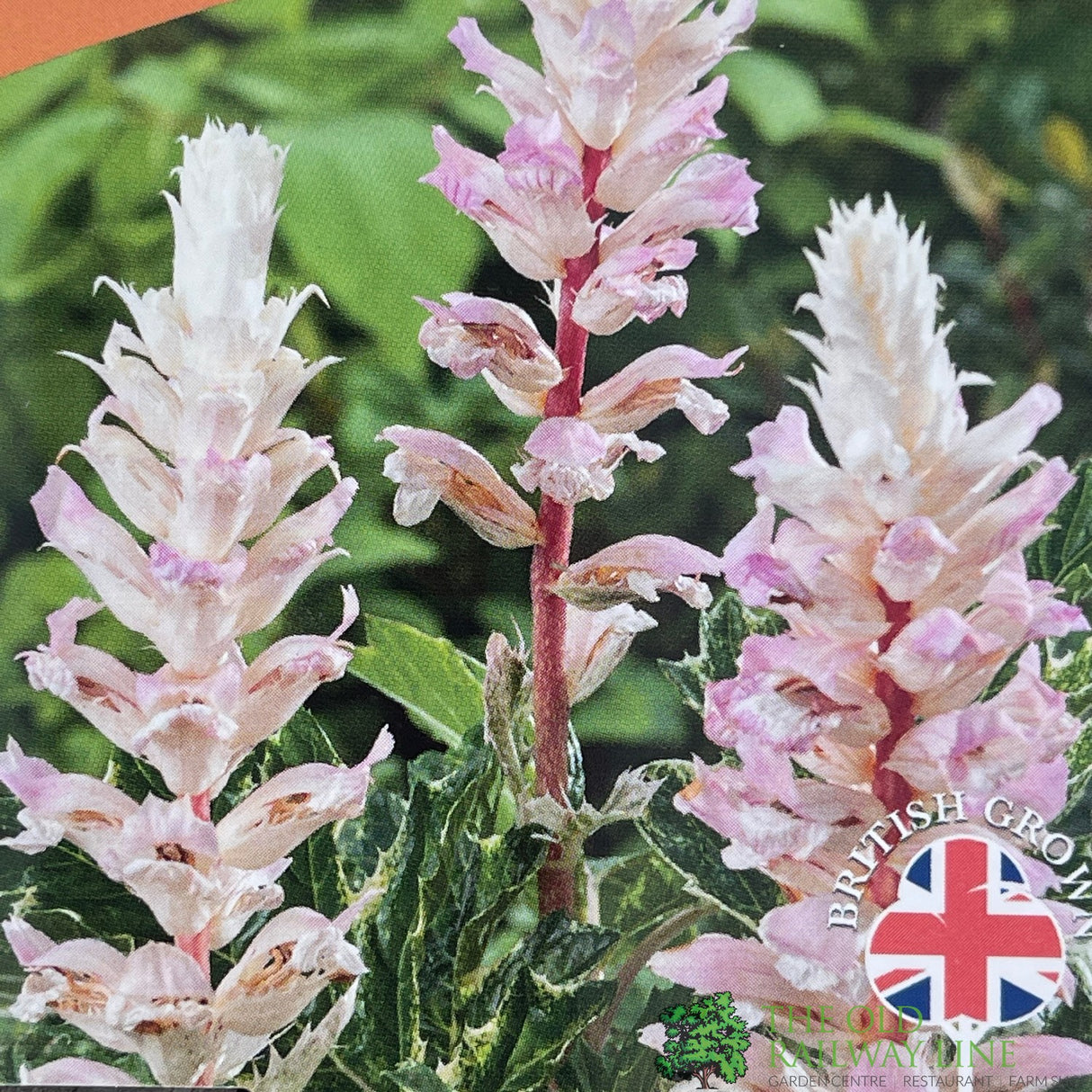 Acanthus 'Whitewater' Plant 3Ltr Pot