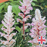 Acanthus 'Whitewater' Plant 3Ltr Pot