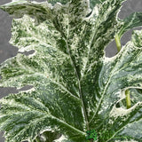 Acanthus 'Whitewater' Plant 3Ltr Pot