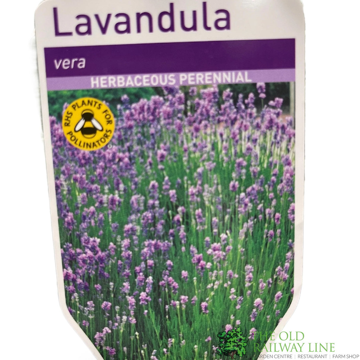Lavandula Angustifolia 'Vera' Lavender Plant 2Ltr