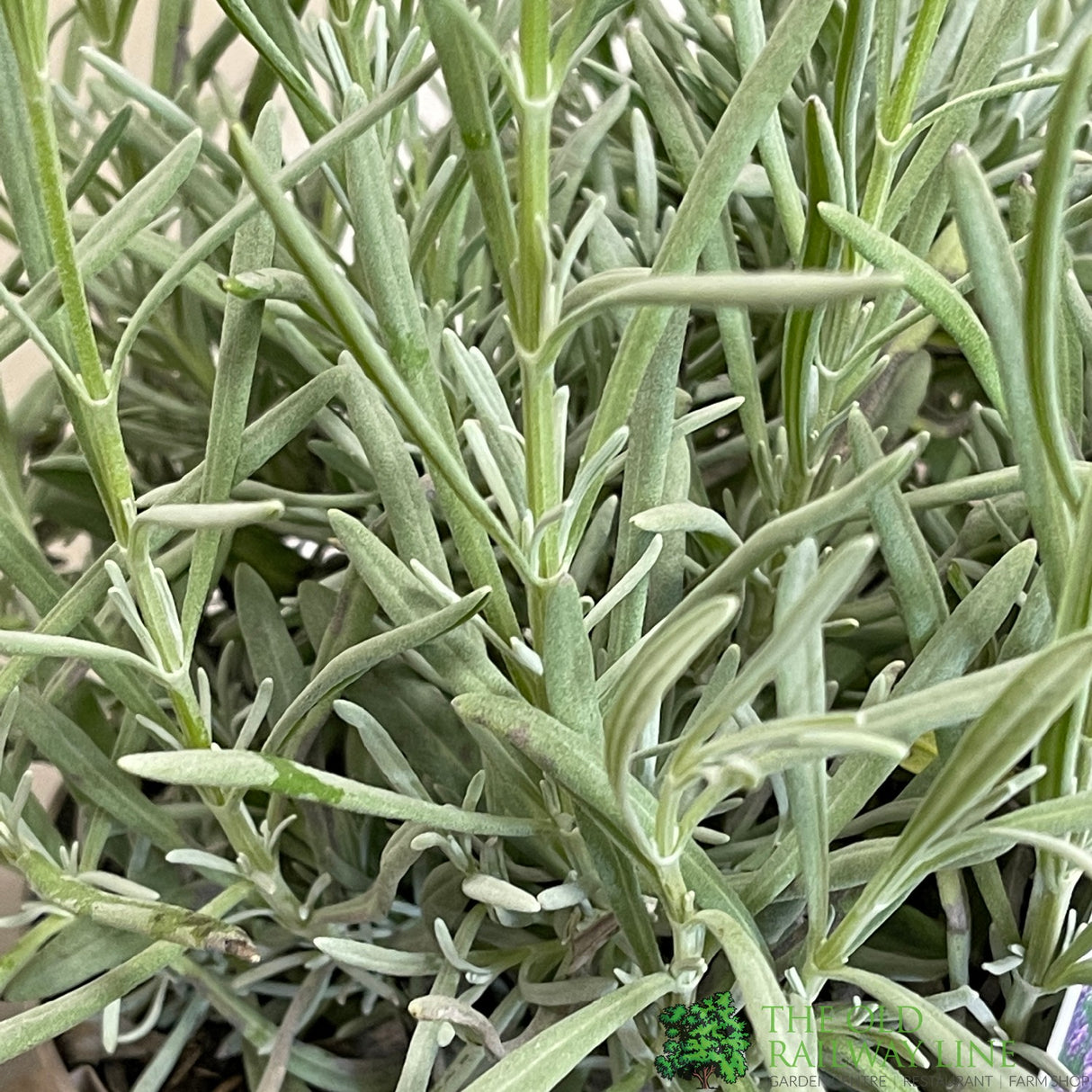 Lavandula Angustifolia 'Vera' Lavender Plant 2Ltr
