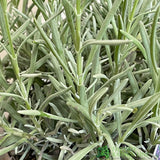 Lavandula Angustifolia 'Vera' Lavender Plant 2Ltr