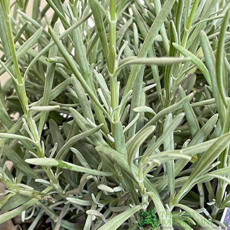 Lavandula Angustifolia 'Vera' Lavender Plant 2Ltr