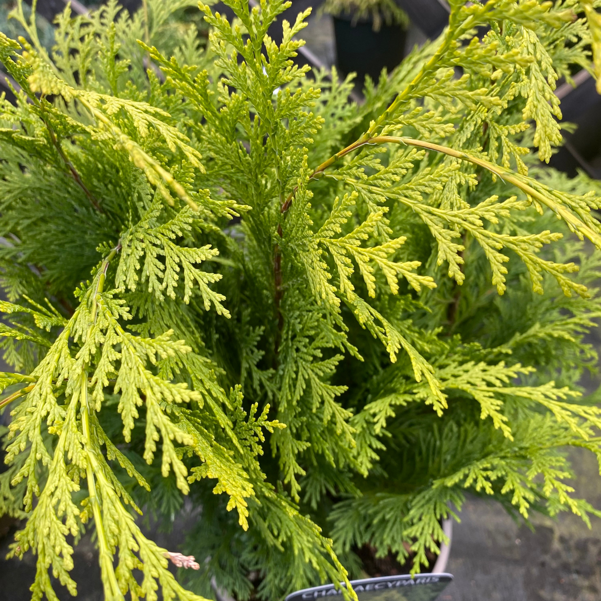 Chamaecyparis Lawsoniana 'Stardust' 3Ltr Pot