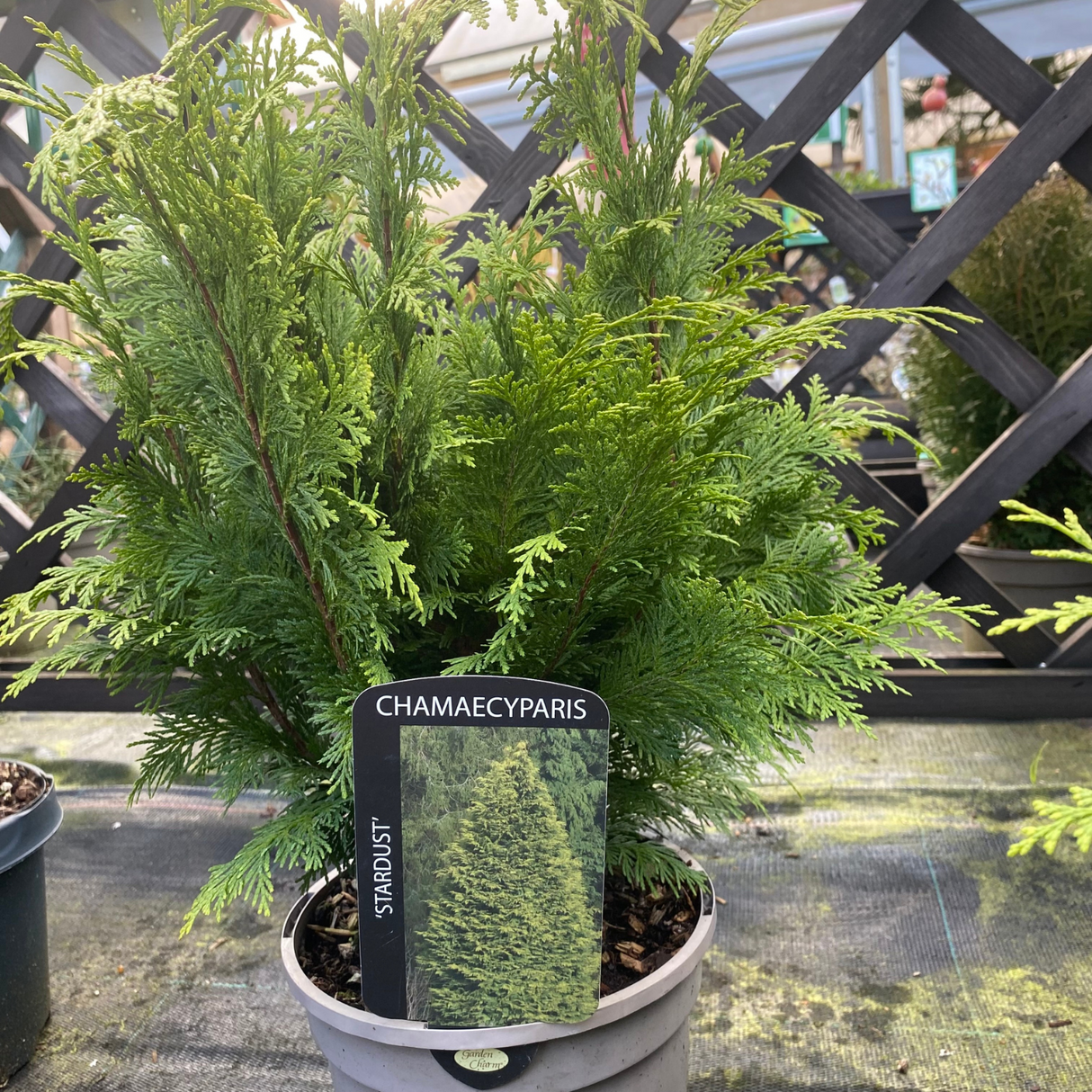 Chamaecyparis Lawsoniana 'Stardust' 3Ltr Pot