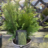 Chamaecyparis Lawsoniana 'Stardust' 3Ltr Pot
