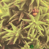 Cryptomeria 'Tilford Gold' Japanese Cedar Conifer 3Ltr Pot