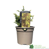 Cryptomeria 'Tilford Gold' Japanese Cedar Conifer 3Ltr Pot
