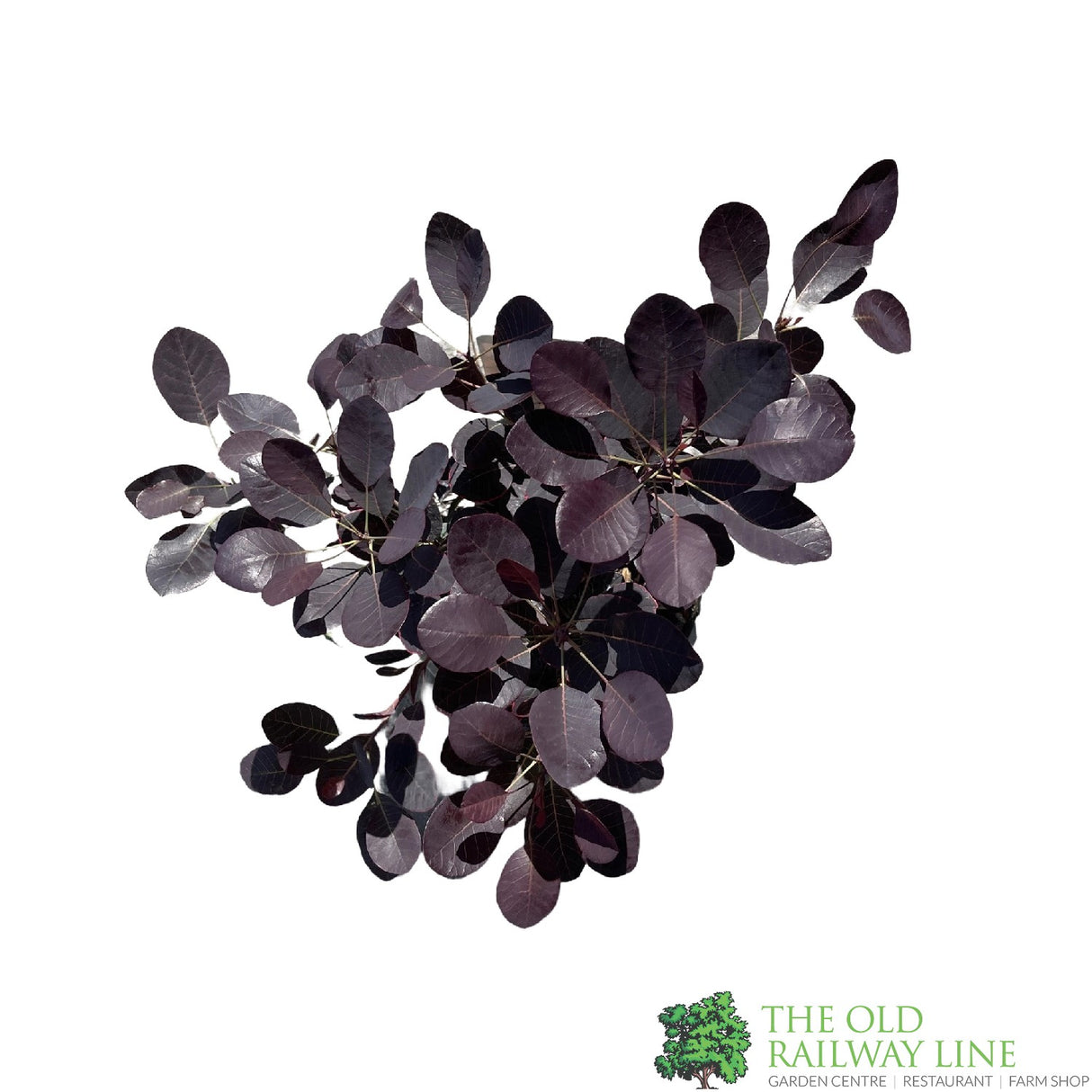 Cotinus coggygria 'Royal Purple' Smoke Tree 3Ltr Pot