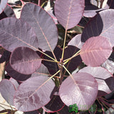 Cotinus coggygria 'Royal Purple' Smoke Tree 3Ltr Pot