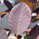 Cotinus coggygria 'Royal Purple' Smoke Tree 3Ltr Pot