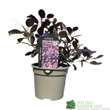 Cotinus coggygria 'Royal Purple' Smoke Tree 3Ltr Pot