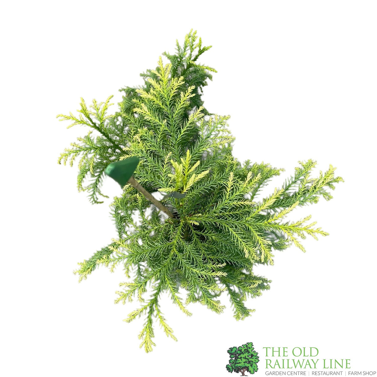 Cryptomeria japonica 'Sekkan-sugi' Conifer 3Ltr Pot